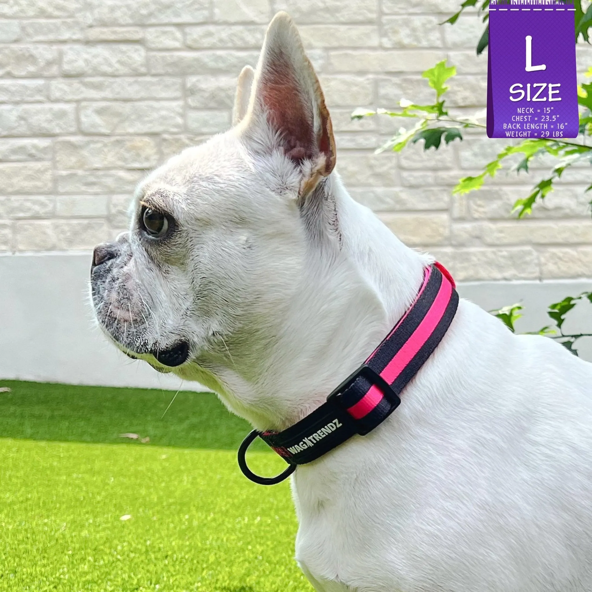 Nylon Dog Collar | Pink Camo Chic (SHēk)