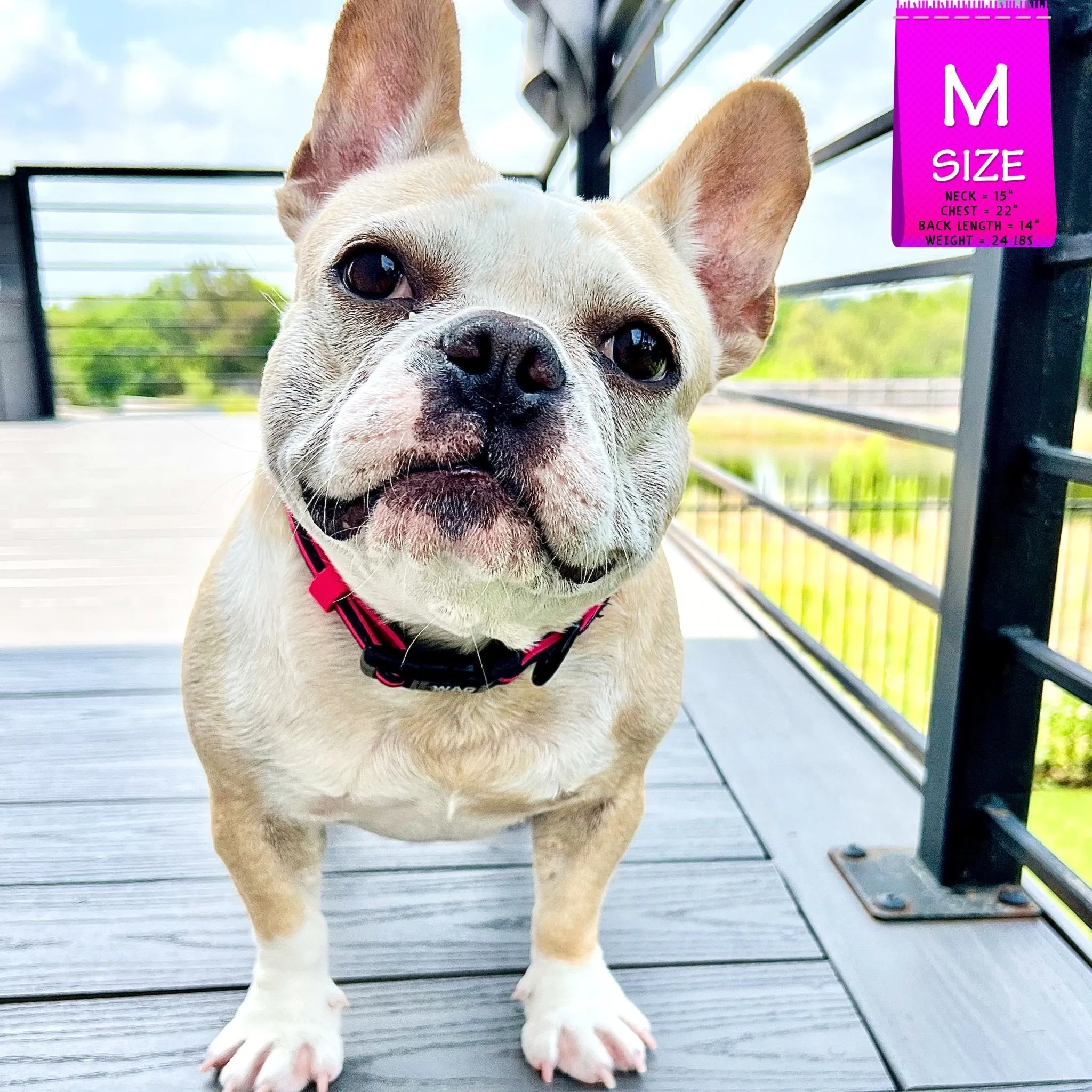 Nylon Dog Collar | Pink Camo Chic (SHēk)