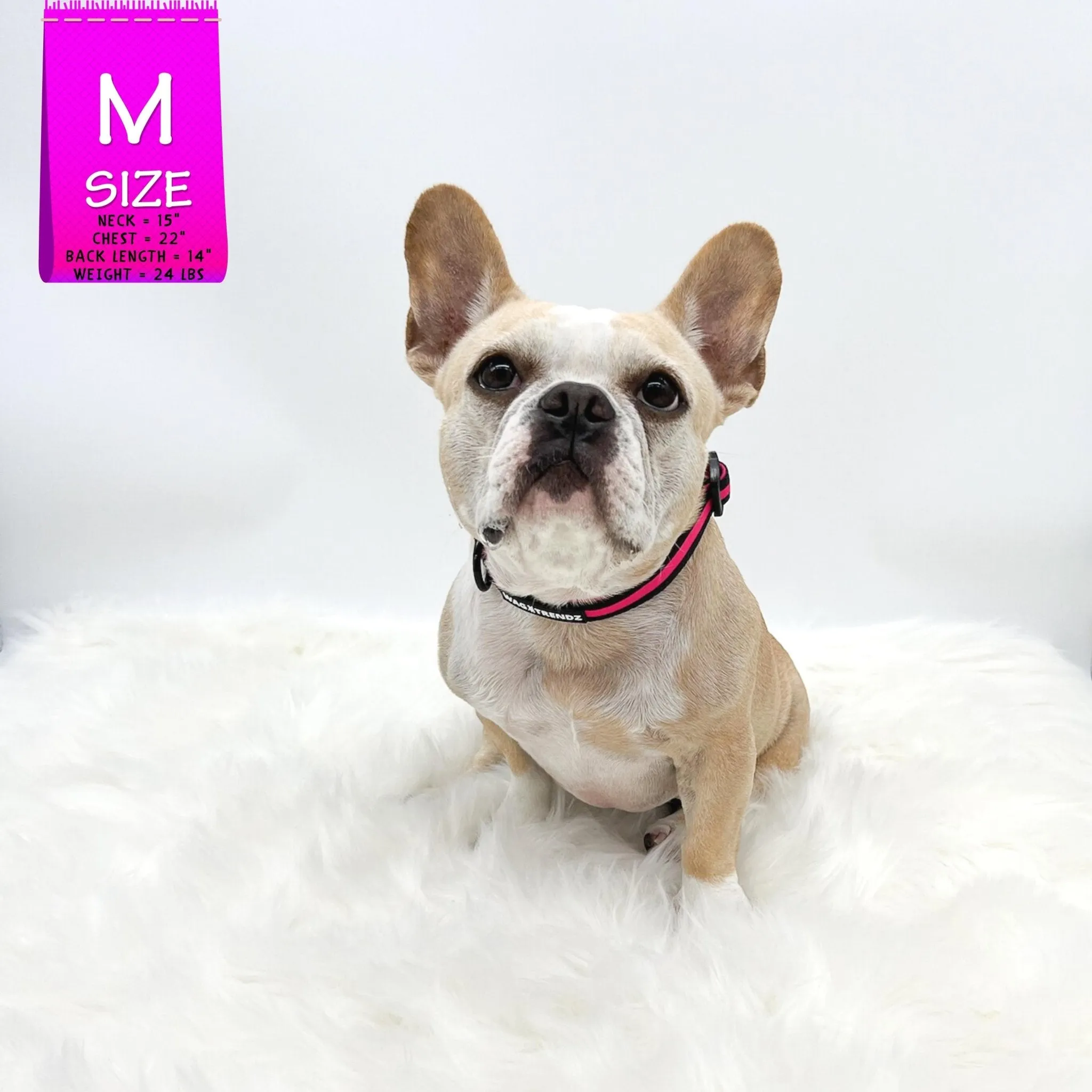 Nylon Dog Collar | Pink Camo Chic (SHēk)