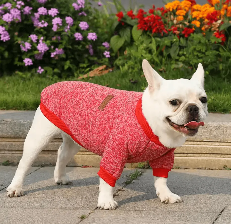 Winter Dog Clothes – Warm Coat & Sweatshirts for Small Dogs | Pet Accessories